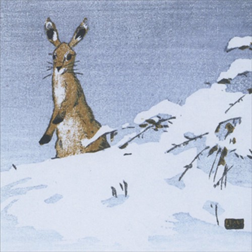 Hare snow brown rabbit - hare, in